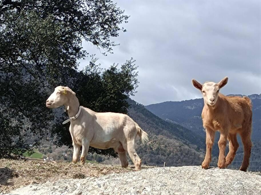 El Niuet De Cal Cacuet, La Teva Escapada Rural. Apartment Avia Bagian luar foto